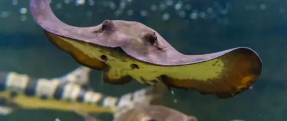 Atlantic Scuba Adventures, Stingray Close-up
