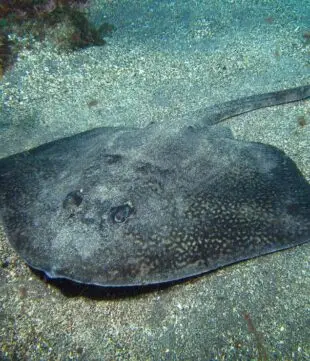 Atlantic Scuba Adventures, Thornback Ray Fish