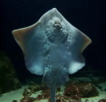 Atlantic Scuba Adventures, Upright Thornback Rayfish