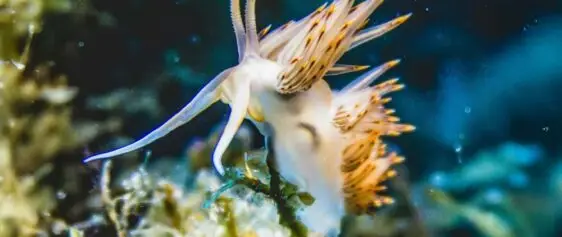 Close-up of Sea Mollusk Underwater