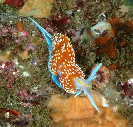 Closeup of Sea Slug Nudibranch Underwater