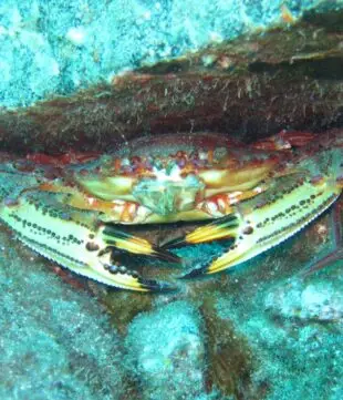 Crab in the Atlantic Ocean
