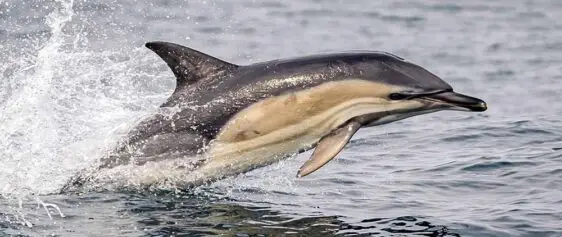 Dolphin in Action, County Kerry