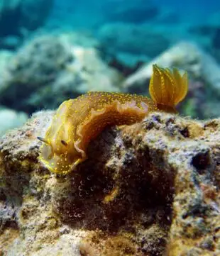 Felimare picta nudibranch