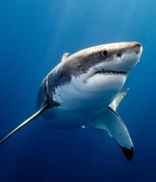 Front view of Shark Underwater