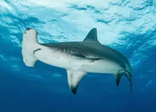 Hammerhead Shark Underwater