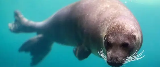 Harbor Seal Diving Underwater