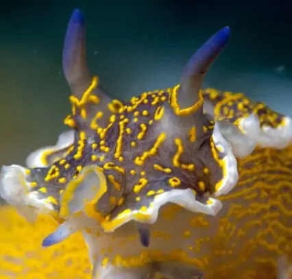 Hypselodoris picta sea slug