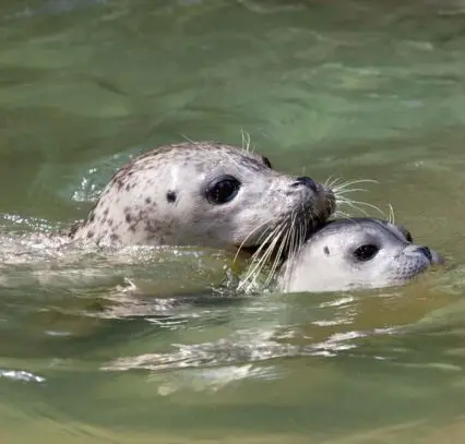Mother and baby seal swimming
