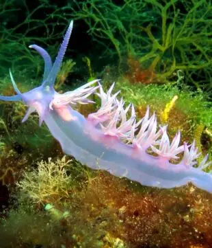 Purple sea slug Nudibranc Flabellina affinis