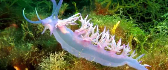 Purple sea slug Nudibranc Flabellina affinis