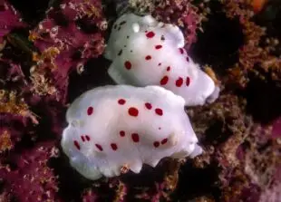 Red-spotted dorids nudibranch