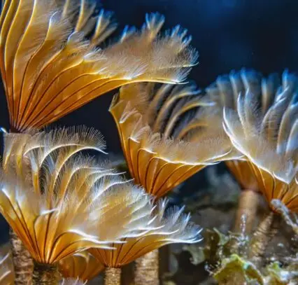 Schizobranchia insignis feather duster worm