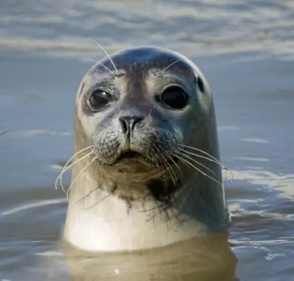 Seal with head above the water