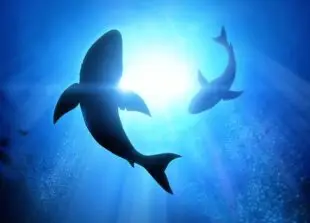 Silhouette view of shark swimming-from-underneath surrounded by fish