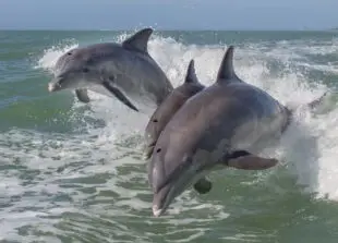 Three Dolphins jumping from the water
