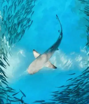View of shark swimming-from-underneath surrounded by fish