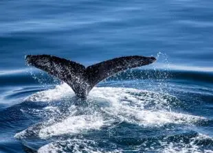 Whale fluke sticking out of the water