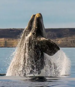 Whale jumping in the water