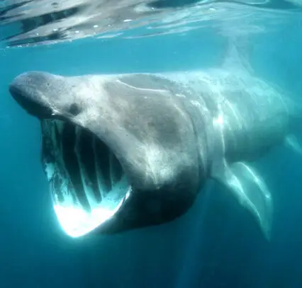 Atlantic Scuba Adventures, Basking Shark