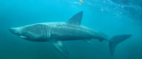 Atlantic Scuba Adventures, Basking Shark