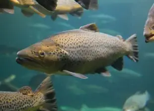 Atlantic Scuba Adventures, Close-up of Salmon.