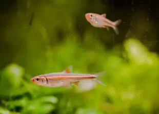 Atlantic Scuba Adventures, Eurasian Minnow