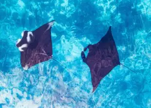 Atlantic Scuba Adventures, Manta Ray Fish, Overview