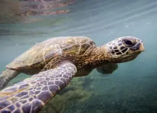 Atlantic Scuba Adventures, Sea Turtle