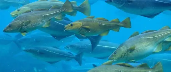 Atlantic Scuba Adventures, Shoal of Cod fish