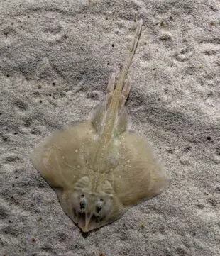 Atlantic Scuba Adventures, Small-eyed ray or small-eyed skate
