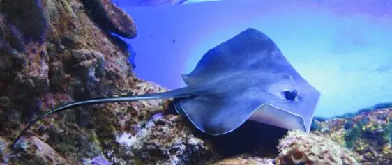 Atlantic Scuba Adventures, Stingray Fish