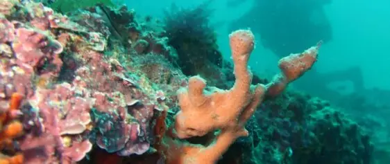 Atlantic Scuba Adventures, Underwater Coral