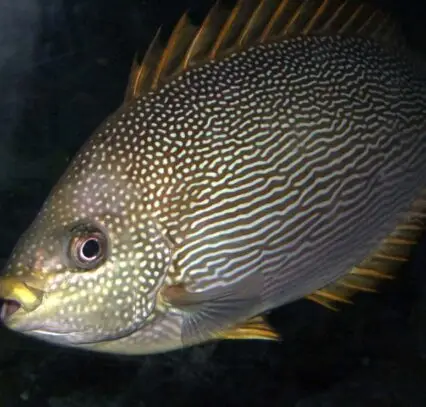 Atlantic Scuba Adventures-underwater Fish Close-up