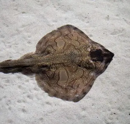Atlantic Scuba Adventures, Undulate Ray Fish.