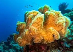 Atlantic Scuba Adventures, Coral Close-up