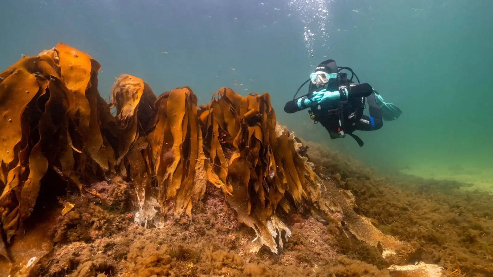 Atlantic Scuba diver under water near algae