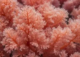 Atlantic Scuba, Pink underwater coral