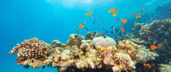 Atlantic Scuba, Underwater coral with fish.