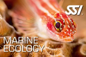 Presentation-Marine Ecology