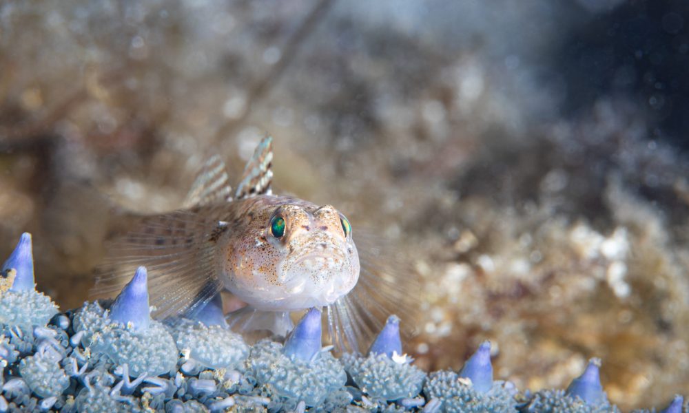 Goby on a Starfish
